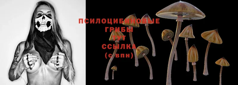 Галлюциногенные грибы Psilocybine cubensis  Выборг 